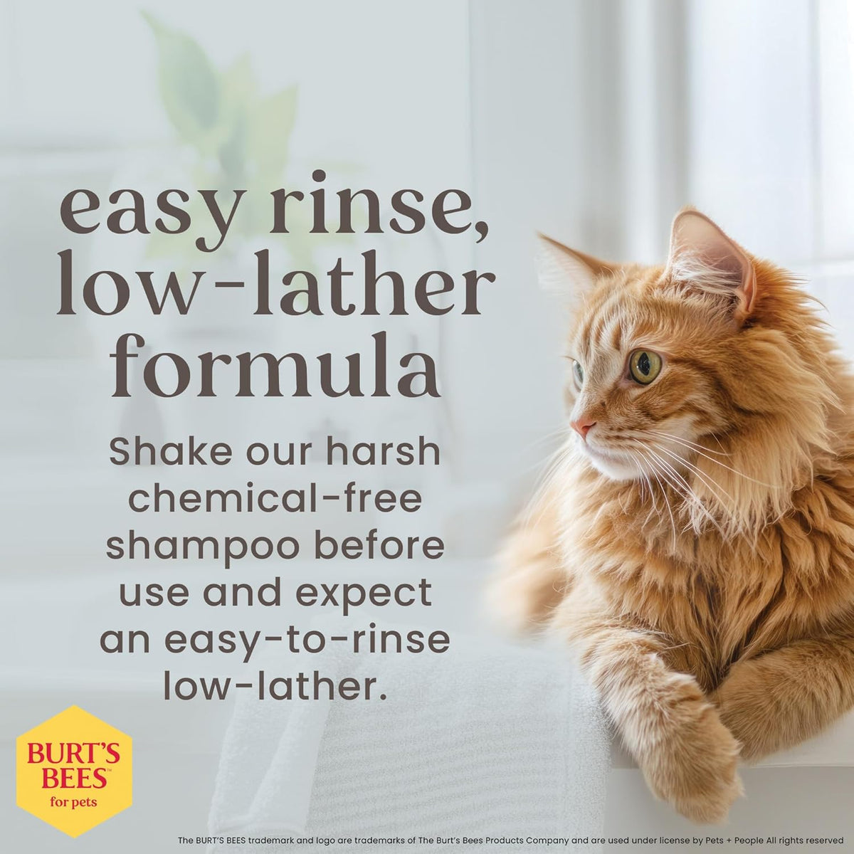 Hypoallergenic Cat Shampoo, Shea Butter, 10 Fl Oz