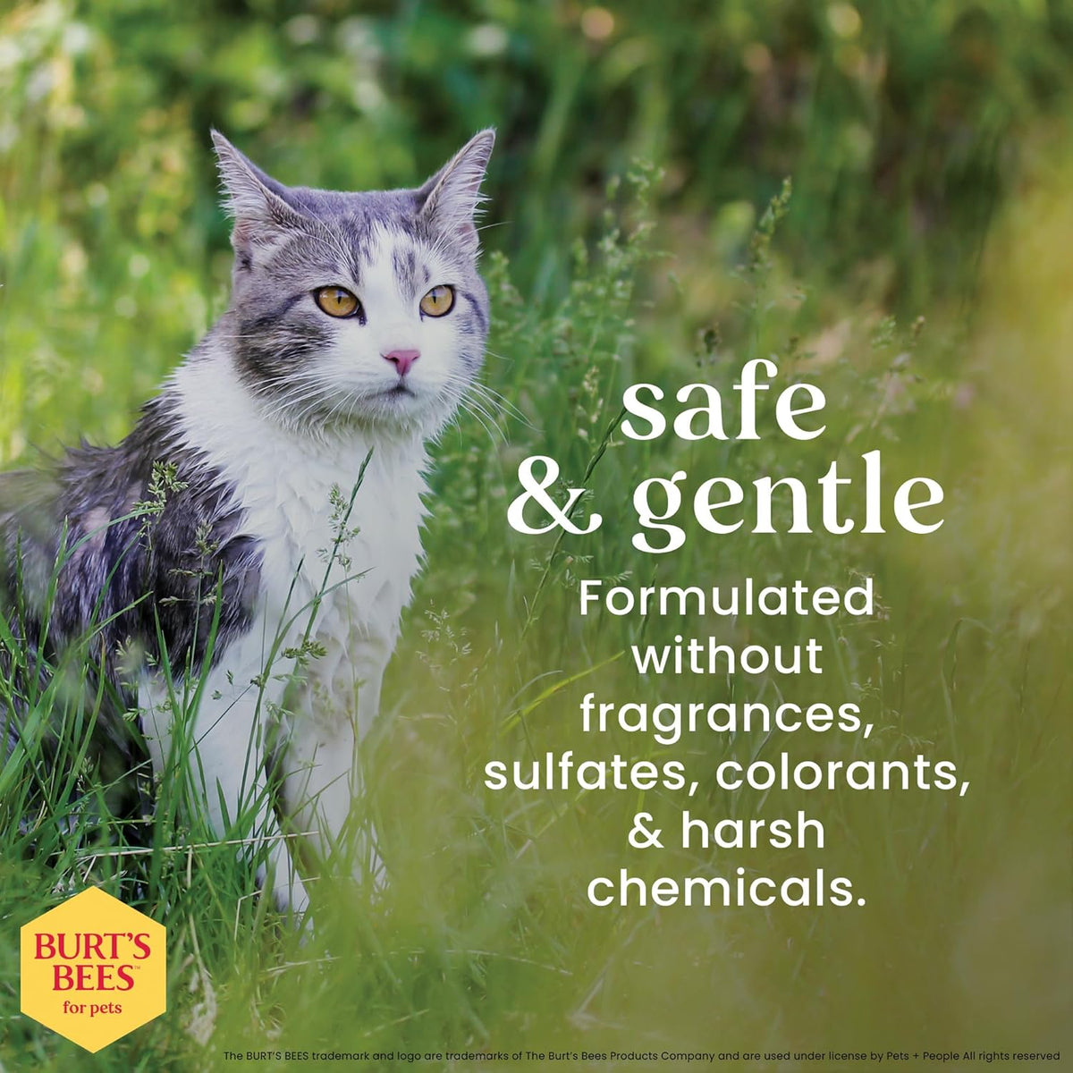 Hypoallergenic Cat Shampoo, Shea Butter, 10 Fl Oz